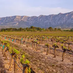 Weinreben im Abendlicht, die sich unter einem majestätischen Bergpanorama erstrecken. Ein typischer Anblick an der **Côte de Provence**.