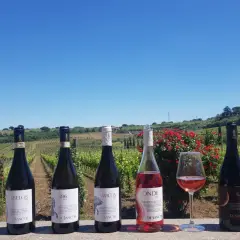 Sechs Flaschen Wein und ein Glas Rosé stehen vor einer Weinrebenlandschaft. Hier wird Wein nahe der Stadt Rom angebaut.