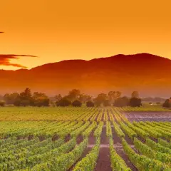 Weinberge im Napa Valley, Kalifornien, unter einem dramatischen Sonnenuntergang.