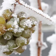 Gefrorene Trauben, die auf die Ernte für Eiswein warten. Was ist Eiswein? Ein süßer Wein, der aus gefrorenen Trauben hergestellt wird.