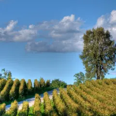 Reihen von Weinreben im Herbstlicht, die auf einen Weg zulaufen. Ein großer Baum steht am rechten Bildrand. Typische Landschaft für lombardei wein.