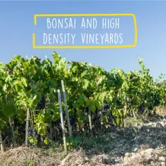 Reben im Podere Le Ripi, die wie Bonsais geschnitten sind, wachsen dicht beieinander unter blauem Himmel.