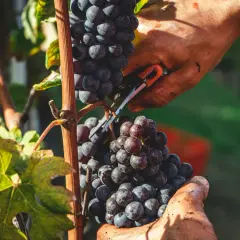 Hände ernten reife Zinfandel Primitivo Trauben im Weinberg. Die dunklen Beeren glänzen in der Sonne.