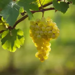 Reife Morillon Trauben hängen an einem sonnenbeschienenen Rebstock.