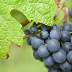 Reife blaue Trauben hängen an einem Rebstock, umgeben von einem grünen Blatt. Dies symbolisiert die autochthone Bedeutung von Wein, der aus heimischen Rebsorten gewonnen wird.