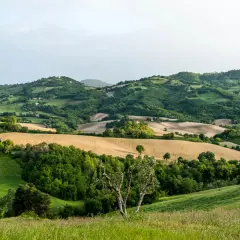 Sanfte Hügel, Felder und Wälder prägen die Landschaft der Marken, Italien. Ein malerischer Ausblick auf das ländliche Italien.