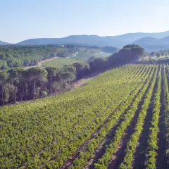 Weite Weinberge der Tenuta di Biserno erstrecken sich unter einem klaren Himmel, umgeben von Pinienwäldern und sanften Hügeln.