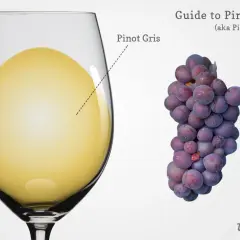 Ein Glas hellgelben Pinot Grigio (auch Pinot Gris genannt) neben einer Traube blauer Trauben.