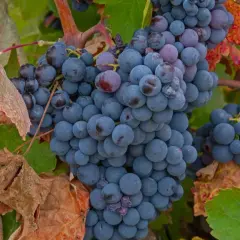 Reife, dunkelblaue Trauben hängen an einem Rebstock. Die Blätter sind teilweise rot und braun, was auf den Herbst hindeutet. Perfekt für einen kräftigen Bobal Wein.