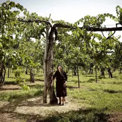Eine ältere Frau steht in einem sonnigen Weinberg der Feudi di San Gregorio.