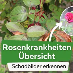 Rosenkrankheiten: Blätter mit dunklen Flecken und braunen Rändern. Ein Kreis zeigt gesunde, rote Rosenblüten.