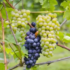 Reife Trauben, eine deutsche Rebsorte, hängen an einem Rebstock. Hellgrüne und dunkle Beeren reifen nebeneinander.