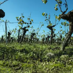 Alte Rebstöcke im Weinberg, bereit für die Ernte des Muscadet Weins.