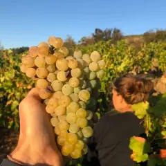 Eine Hand hält eine reife Traube im Weinberg. Anders Frederik Steen erntet die süßen Früchte.