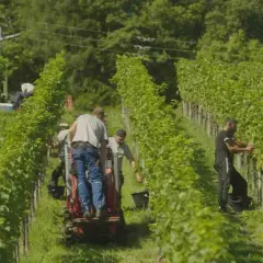 Arbeiter ernten Trauben im Weinberg. Die Sonne scheint, die Reben sind grün. Es ist wie es ist Wein, die Arbeit ist hart, aber die Ernte wird gut.