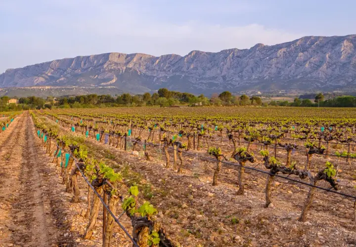 Weinreben im Abendlicht, die sich unter einem majestätischen Bergpanorama erstrecken. Ein typischer Anblick an der **Côte de Provence**.