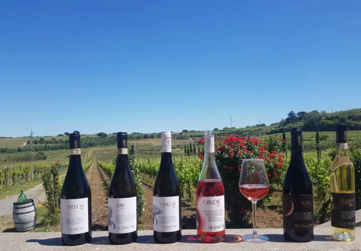Sechs Flaschen Wein und ein Glas Rosé stehen vor einer Weinrebenlandschaft. Hier wird Wein nahe der Stadt Rom angebaut.