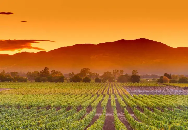 Weinberge im Napa Valley, Kalifornien, unter einem dramatischen Sonnenuntergang.