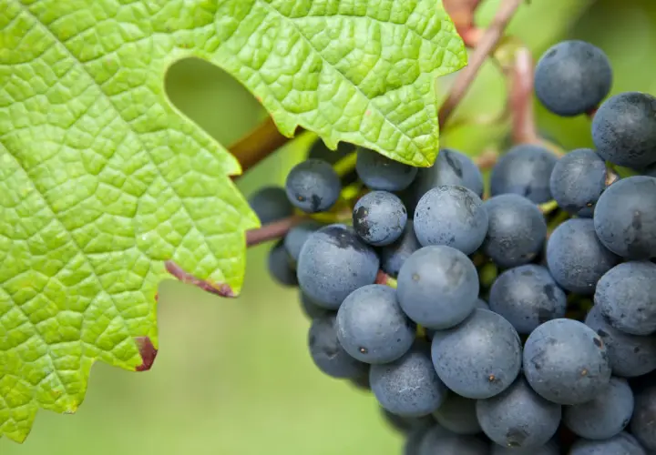 Reife blaue Trauben hängen an einem Rebstock, umgeben von einem grünen Blatt. Dies symbolisiert die autochthone Bedeutung von Wein, der aus heimischen Rebsorten gewonnen wird.