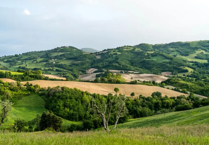 Sanfte Hügel, Felder und Wälder prägen die Landschaft der Marken, Italien. Ein malerischer Ausblick auf das ländliche Italien.