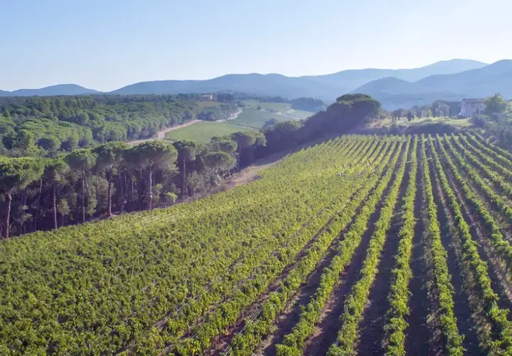 Weite Weinberge der Tenuta di Biserno erstrecken sich unter einem klaren Himmel, umgeben von Pinienwäldern und sanften Hügeln.