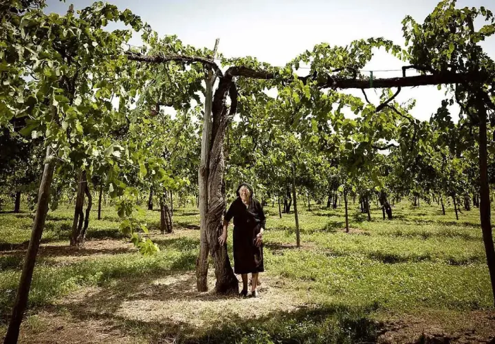 Eine ältere Frau steht in einem sonnigen Weinberg der Feudi di San Gregorio.