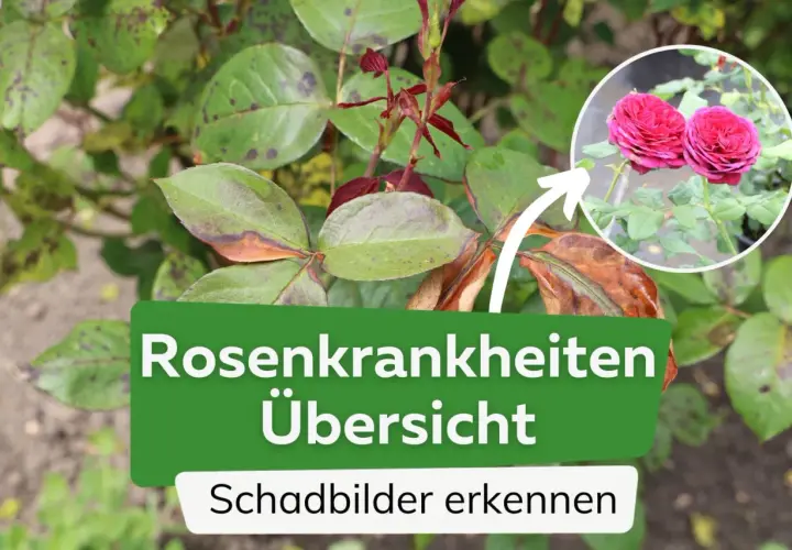 Rosenkrankheiten: Blätter mit dunklen Flecken und braunen Rändern. Ein Kreis zeigt gesunde, rote Rosenblüten.