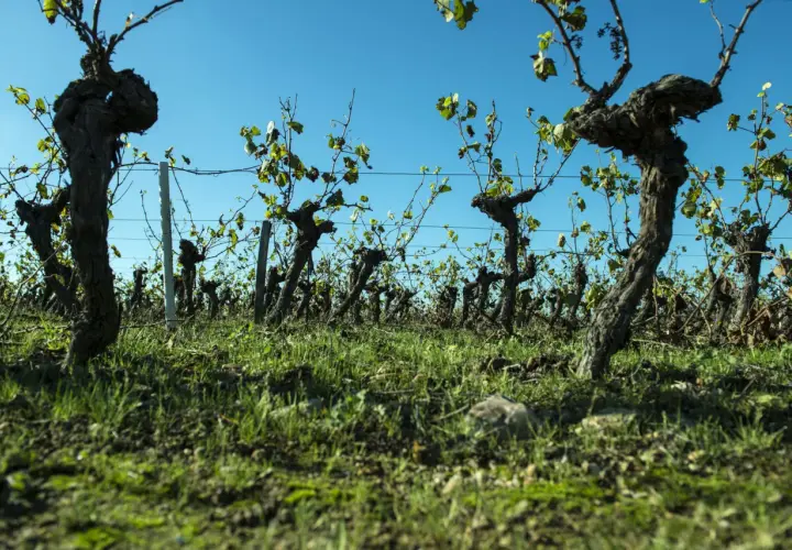Alte Rebstöcke im Weinberg, bereit für die Ernte des Muscadet Weins.
