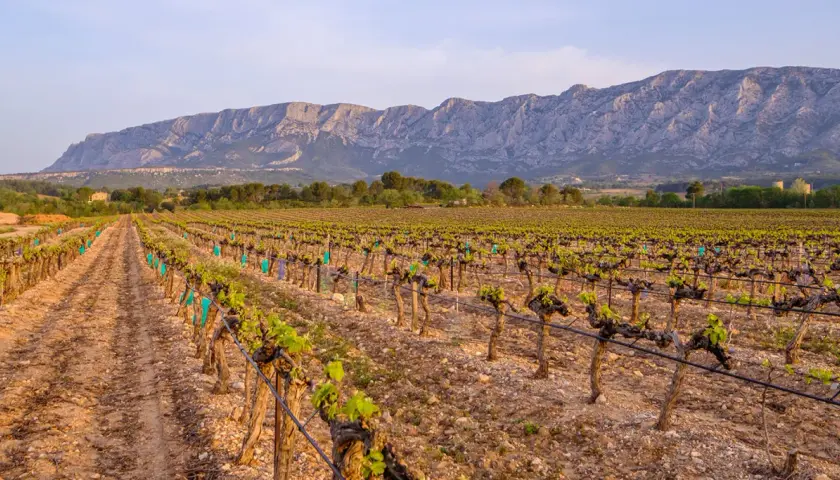 Weinreben im Abendlicht, die sich unter einem majestätischen Bergpanorama erstrecken. Ein typischer Anblick an der **Côte de Provence**.