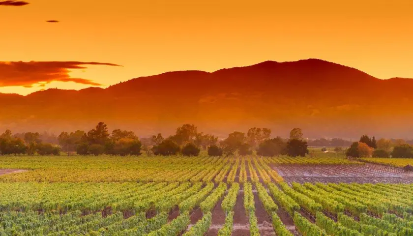 Weinberge im Napa Valley, Kalifornien, unter einem dramatischen Sonnenuntergang.