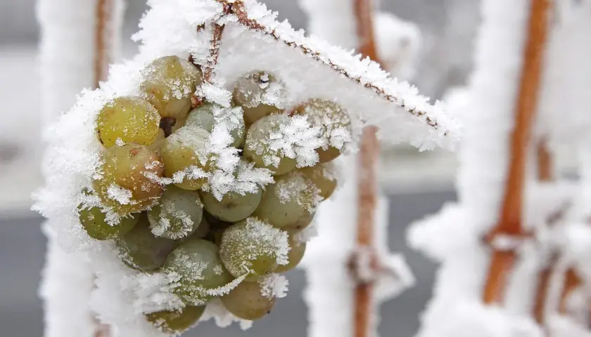 Gefrorene Trauben, die auf die Ernte für Eiswein warten. Was ist Eiswein? Ein süßer Wein, der aus gefrorenen Trauben hergestellt wird.