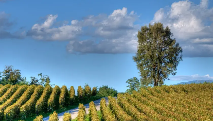 Reihen von Weinreben im Herbstlicht, die auf einen Weg zulaufen. Ein großer Baum steht am rechten Bildrand. Typische Landschaft für lombardei wein.