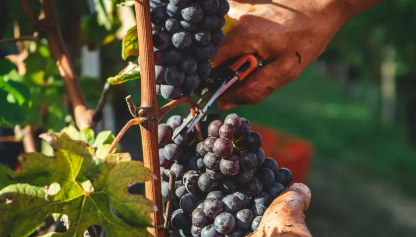 Hände ernten reife Zinfandel Primitivo Trauben im Weinberg. Die dunklen Beeren glänzen in der Sonne.