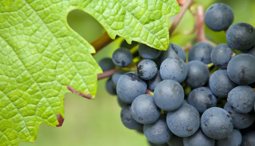 Reife blaue Trauben hängen an einem Rebstock, umgeben von einem grünen Blatt. Dies symbolisiert die autochthone Bedeutung von Wein, der aus heimischen Rebsorten gewonnen wird.
