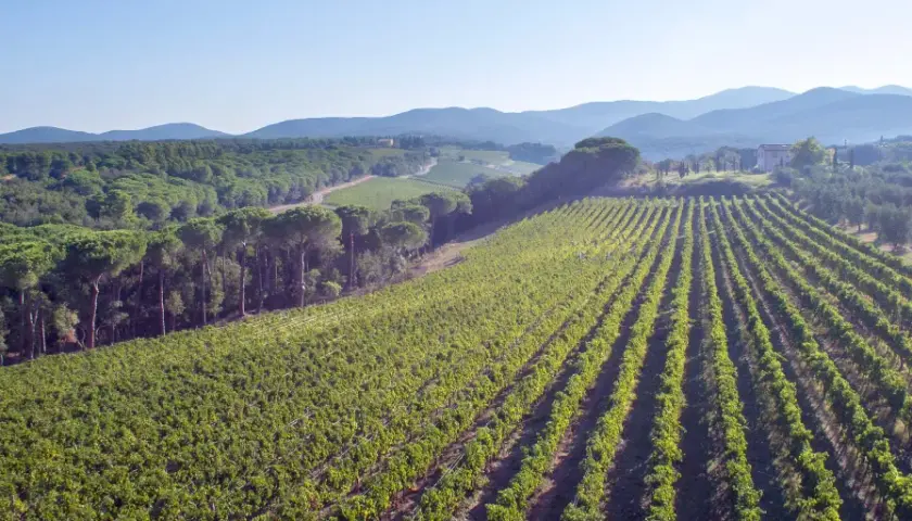 Weite Weinberge der Tenuta di Biserno erstrecken sich unter einem klaren Himmel, umgeben von Pinienwäldern und sanften Hügeln.