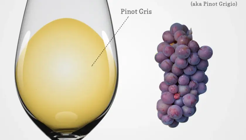 Ein Glas hellgelben Pinot Grigio (auch Pinot Gris genannt) neben einer Traube blauer Trauben.