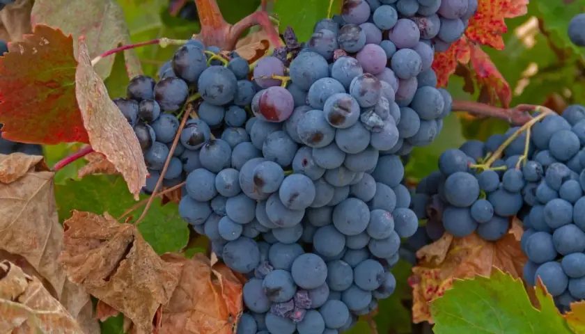Reife, dunkelblaue Trauben hängen an einem Rebstock. Die Blätter sind teilweise rot und braun, was auf den Herbst hindeutet. Perfekt für einen kräftigen Bobal Wein.
