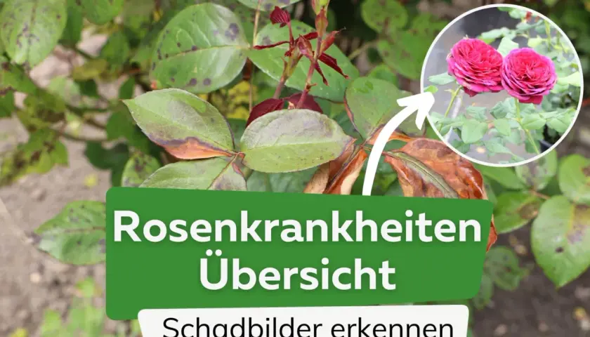 Rosenkrankheiten: Blätter mit dunklen Flecken und braunen Rändern. Ein Kreis zeigt gesunde, rote Rosenblüten.
