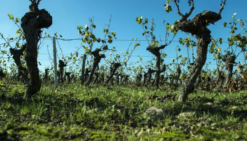 Alte Rebstöcke im Weinberg, bereit für die Ernte des Muscadet Weins.