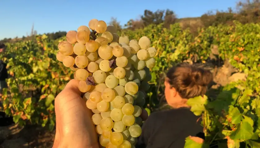 Eine Hand hält eine reife Traube im Weinberg. Anders Frederik Steen erntet die süßen Früchte.