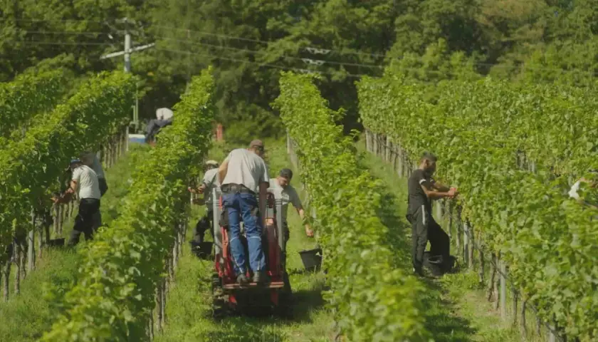 Arbeiter ernten Trauben im Weinberg. Die Sonne scheint, die Reben sind grün. Es ist wie es ist Wein, die Arbeit ist hart, aber die Ernte wird gut.