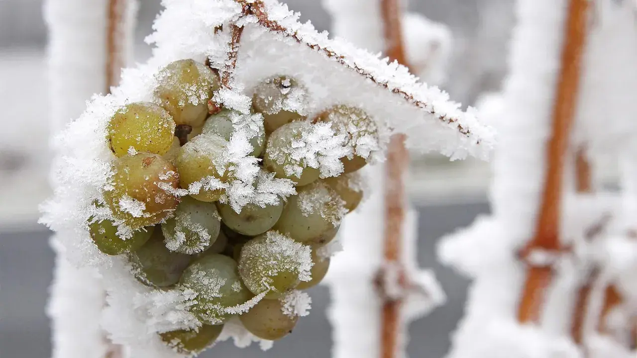 Gefrorene Trauben, die auf die Ernte für Eiswein warten. Was ist Eiswein? Ein süßer Wein, der aus gefrorenen Trauben hergestellt wird.