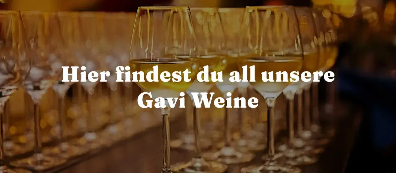 Reihe von Weingläsern mit weißem Wein. Hier findest du all unsere Gavi Weine, die ihre Herkunft im Piemont haben.