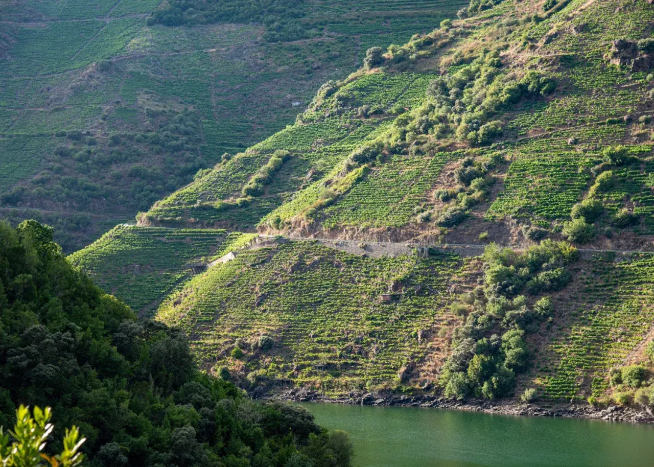 Terrassierte Weinberge in Galizien, Spanien, steigen steil zu einem Flussufer an.