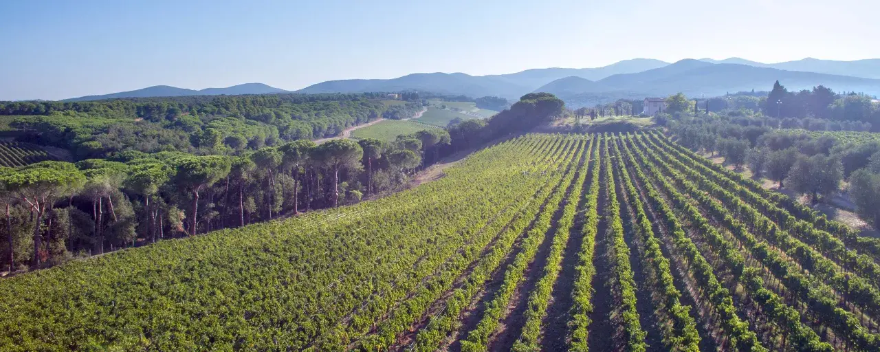 Weite Weinberge der Tenuta di Biserno erstrecken sich unter einem klaren Himmel, umgeben von Pinienwäldern und sanften Hügeln.