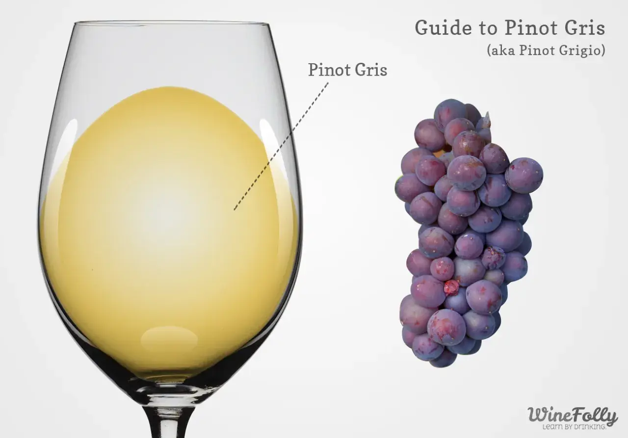 Ein Glas hellgelben Pinot Grigio (auch Pinot Gris genannt) neben einer Traube blauer Trauben.