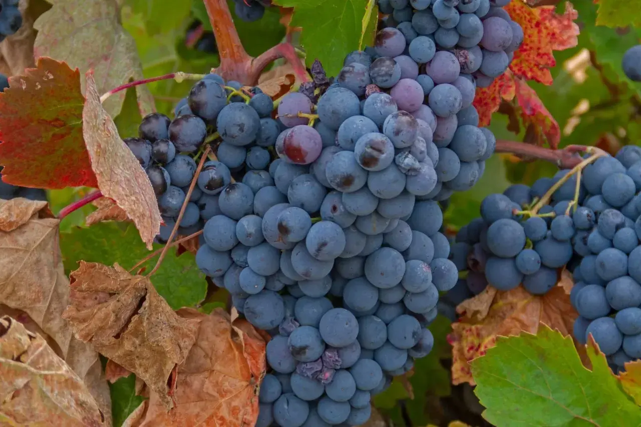 Reife, dunkelblaue Trauben hängen an einem Rebstock. Die Blätter sind teilweise rot und braun, was auf den Herbst hindeutet. Perfekt für einen kräftigen Bobal Wein.
