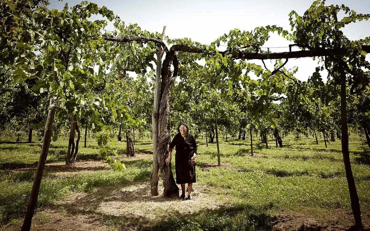 Eine ältere Frau steht in einem sonnigen Weinberg der Feudi di San Gregorio.