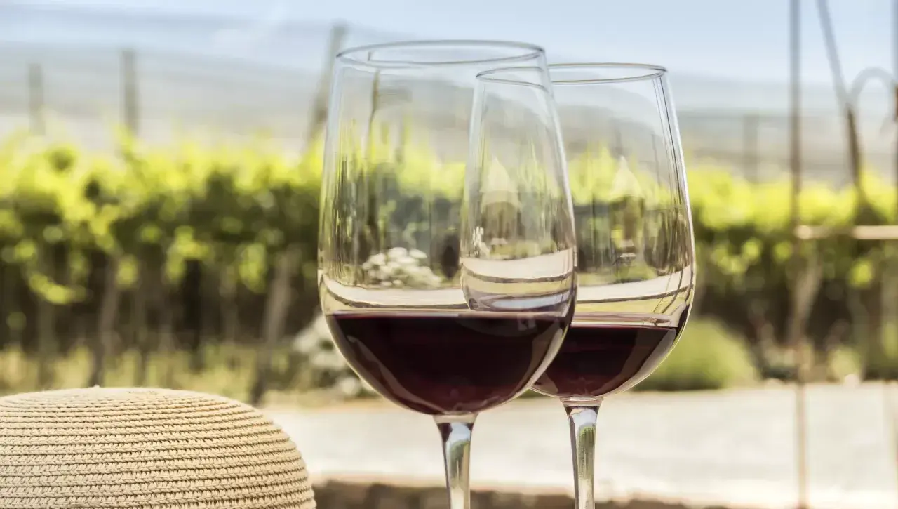 Zwei Gläser Rotwein, was ist Pinot Noir? Ein Genuss vor einer Weinrebenlandschaft.