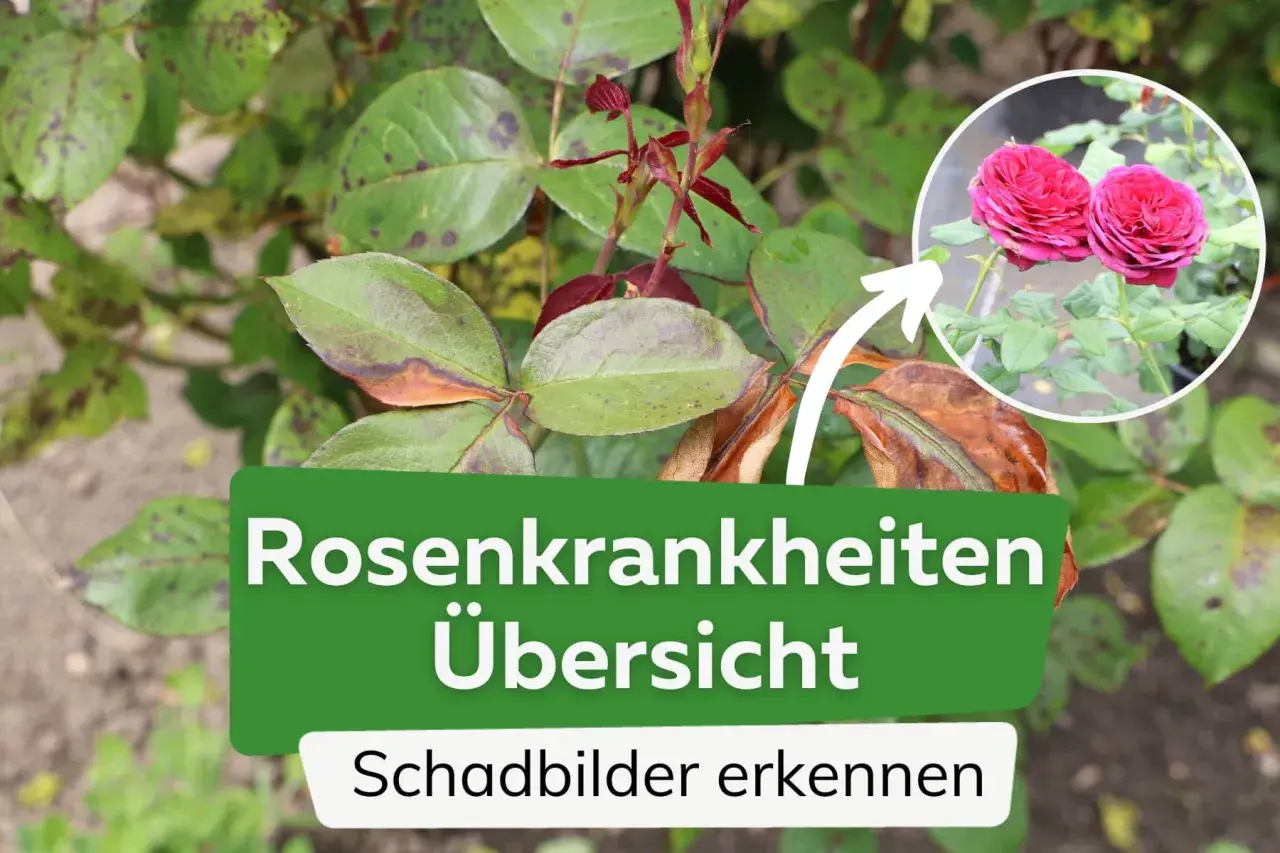 Rosenkrankheiten: Blätter mit dunklen Flecken und braunen Rändern. Ein Kreis zeigt gesunde, rote Rosenblüten.